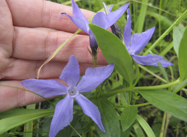 Барвінок трав’янистий (Vinca herbacea Waldst. & Kit)