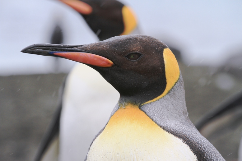 Один з найяскравіших, найкрасивіших видів пінгвінів - королевські! Фото Сергія Гордієнко