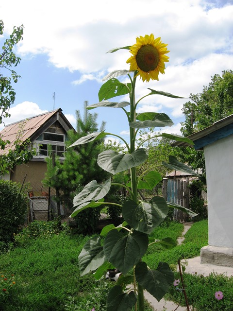 Фото Ірини Голуб