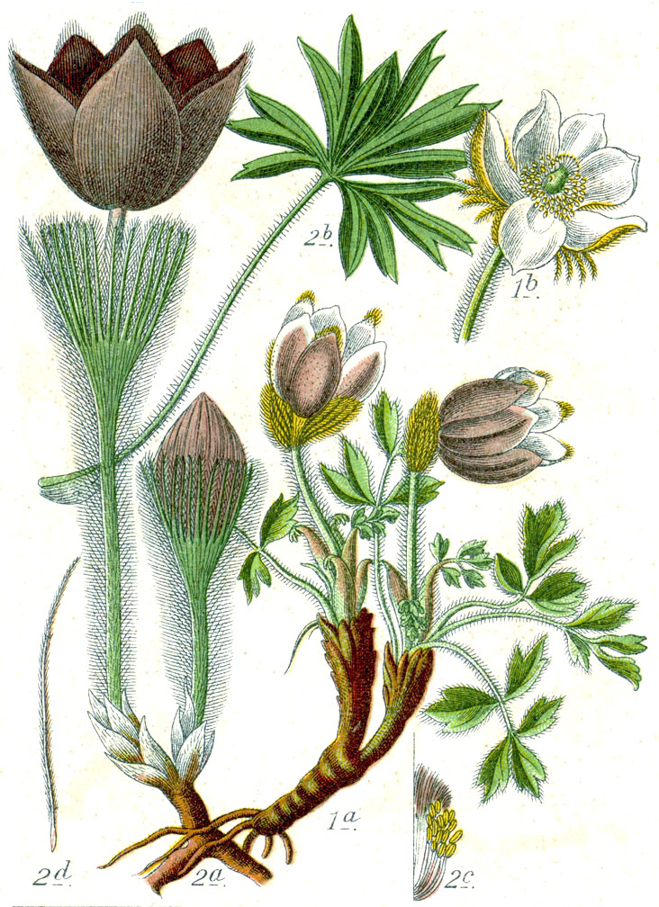 Ботанічна ілюстрація Якоба Штурма з книги Deutschlands Flora in Abbildungen, 1796 2 - Pulsatilla patens: https://cutt.ly/3mp1ejM