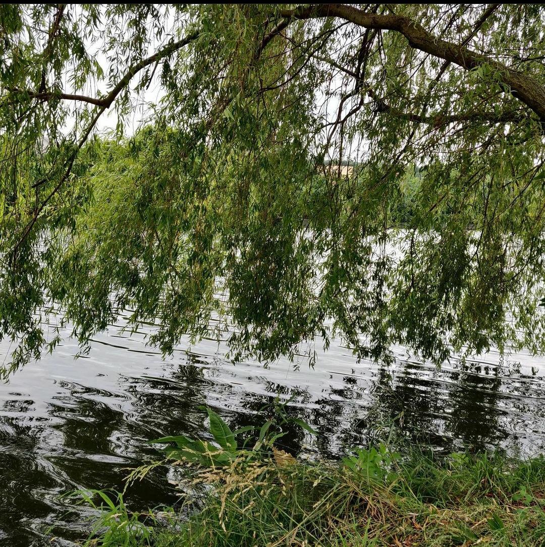 Верба на березі Монастирського острова, м. Дніпро. Фото авторки