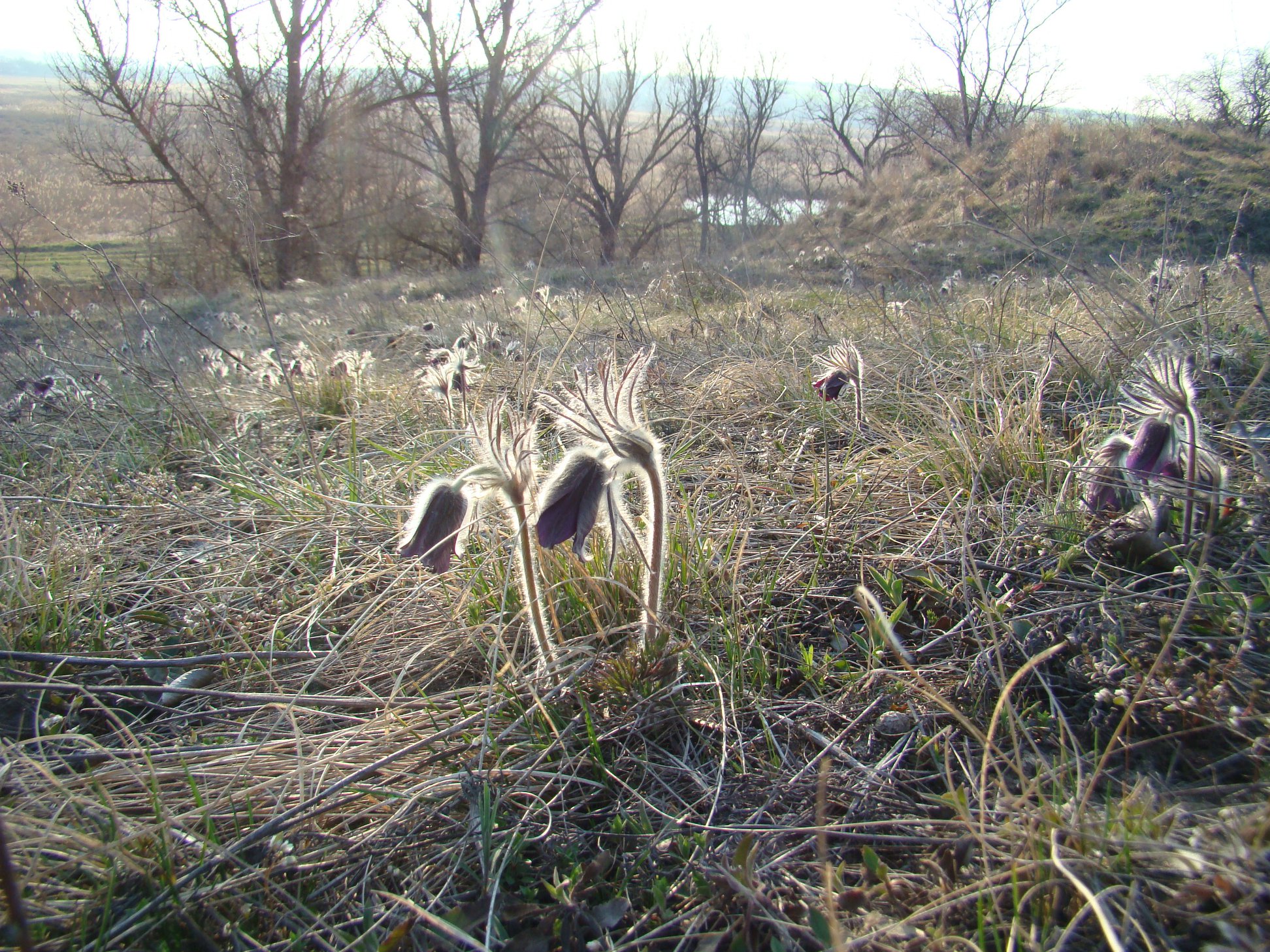 Сон-трава. Фото з еколого-краєзнавчого часопису "Свята справа. ХХІ": https://www.facebook.com/SvyataSprava/photos/2128064450575161