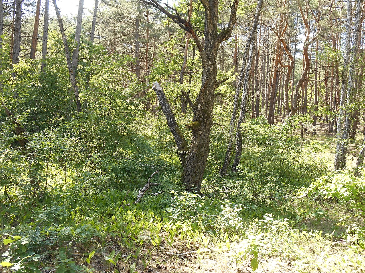«Ділянка соснових насаджень» http://surl.li/bdzsl