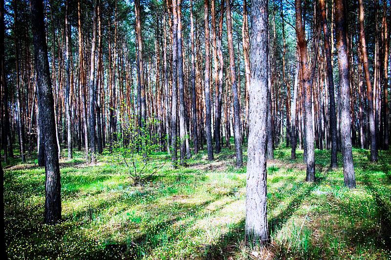 Орлівщанські віковічні сосни – ботанічна пам'ятка природи 