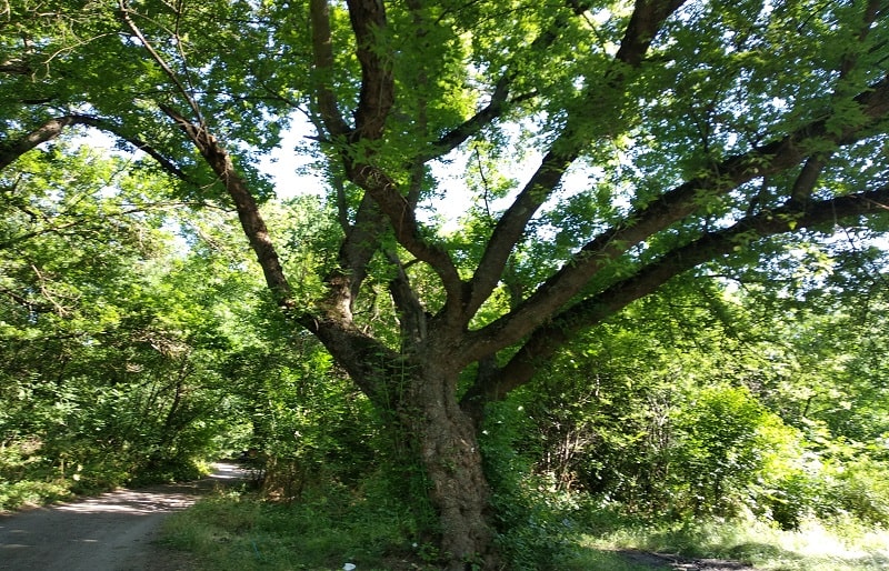 Столітній дуб в парку Харіна