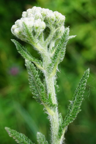 Деревій заплавний // https://uk.inaturalist.org/taxa/1105043-Achillea-millefolium