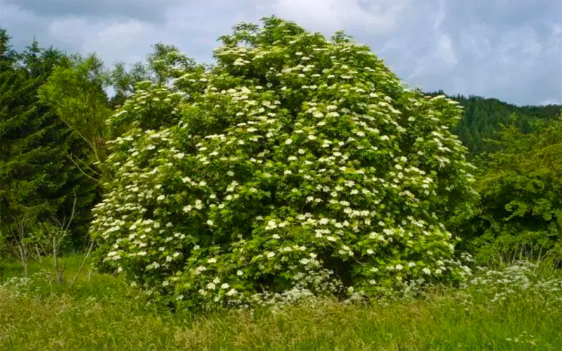 Бузина чорна деревоподібна (Sambucus nigra). Фото: https://fitomarket.com.ua/ua/fitoblog/buzina